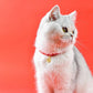 Chinese Style Fortune Pet Collar