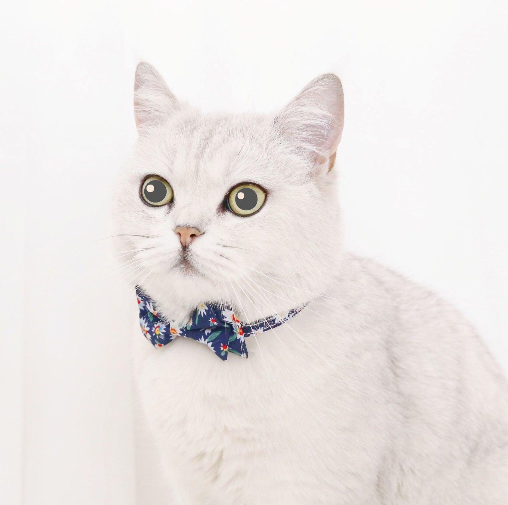 Cat bowtie collar clearance australia