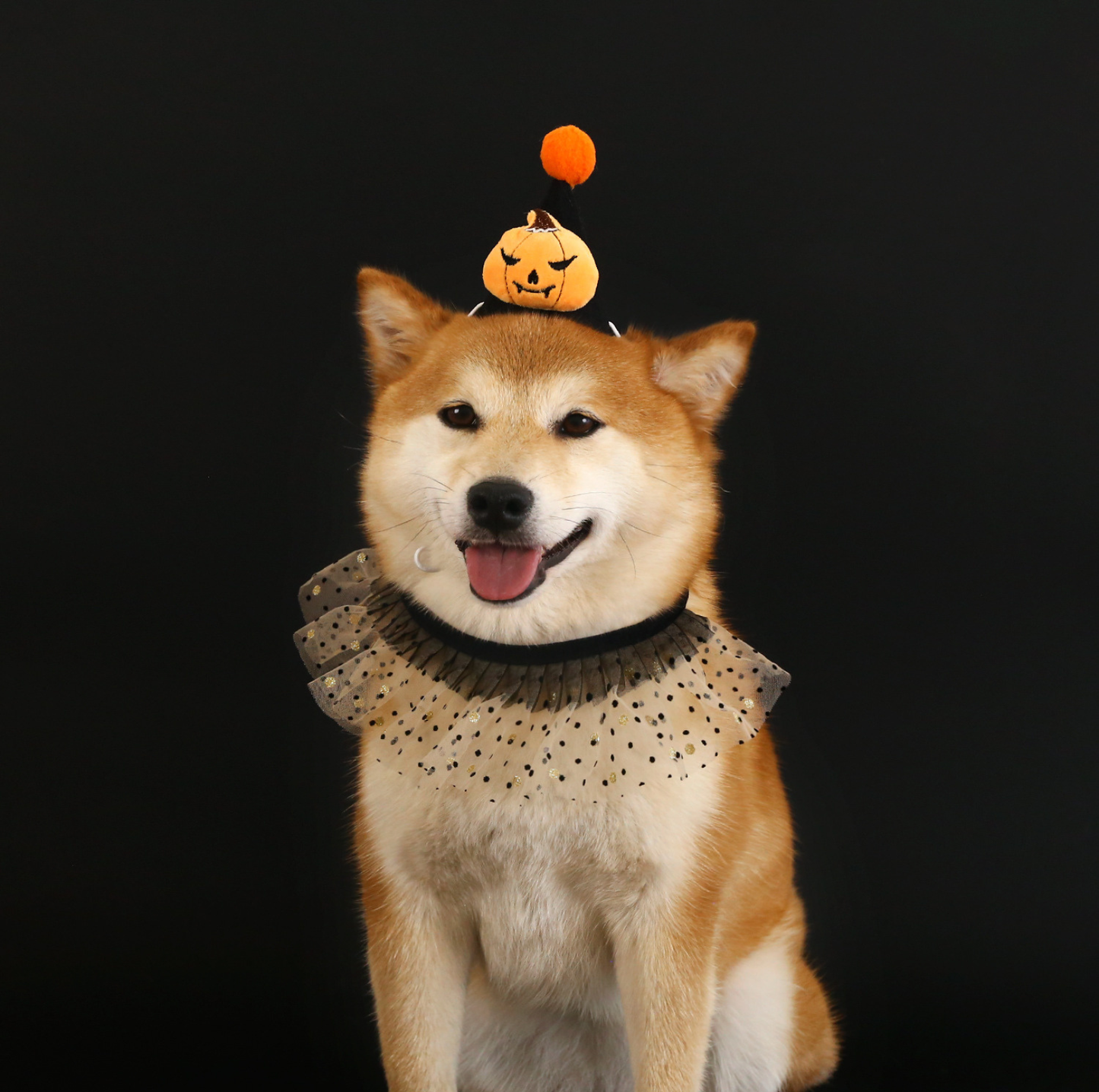 Halloween Pumpkin & Spider Hat for Cats and Dogs