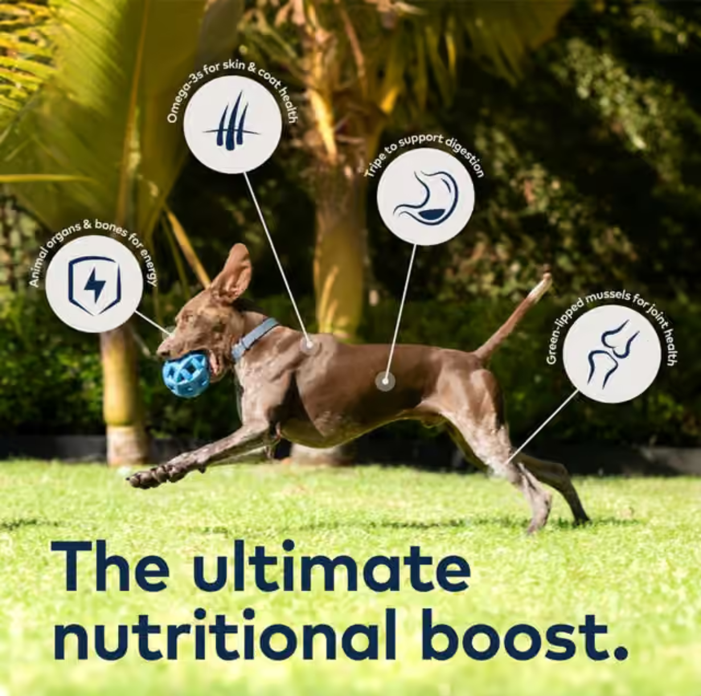 ZIWI Lamb & Tripe Recipe All Lifestage Wet Dog Food 170g
