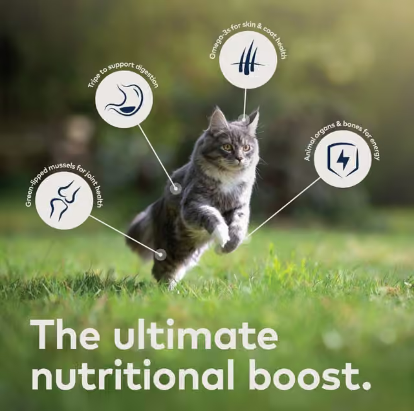 ZIWI Chicken Recipe All Lifestages Wet Cat Food Can 85g