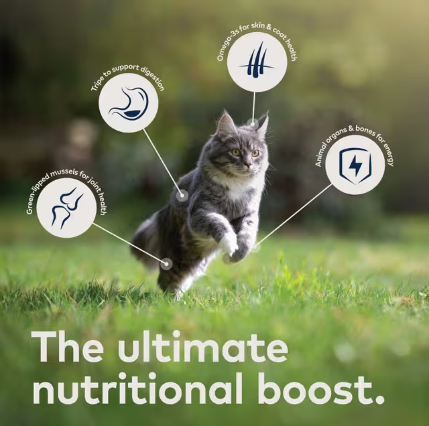 ZIWI Venison All Lifestage Wet Cat Food Cans 85g