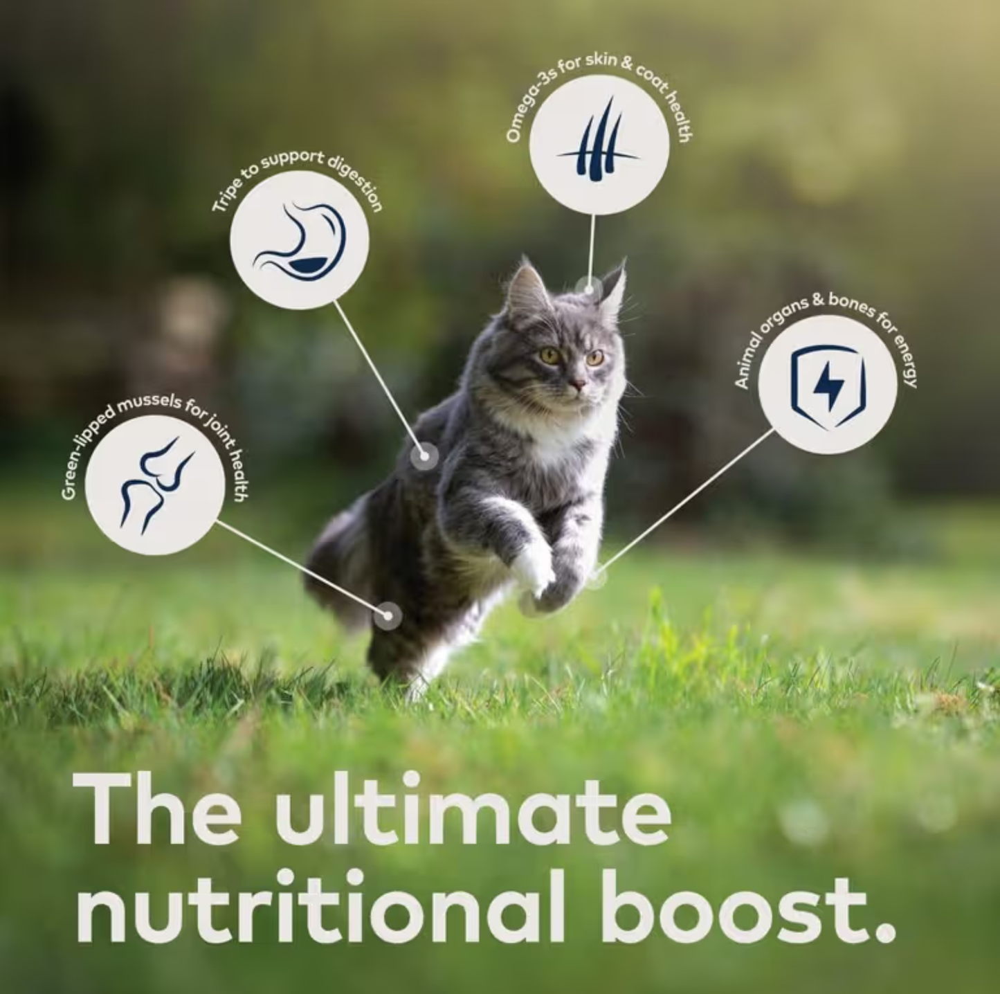 ZIWI Beef All Lifestages Wet Cat Food Cans 85g