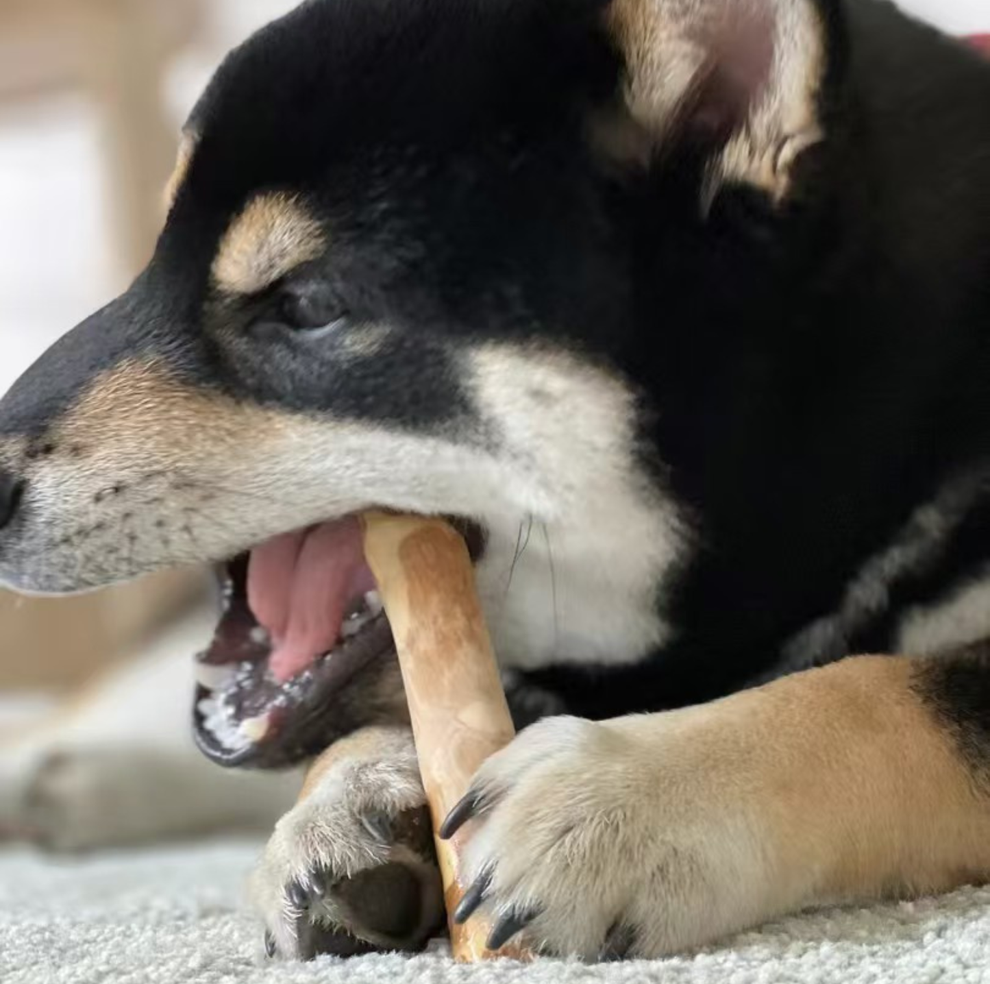 Natural Coffee Wood Dental Chew Stick for Dogs