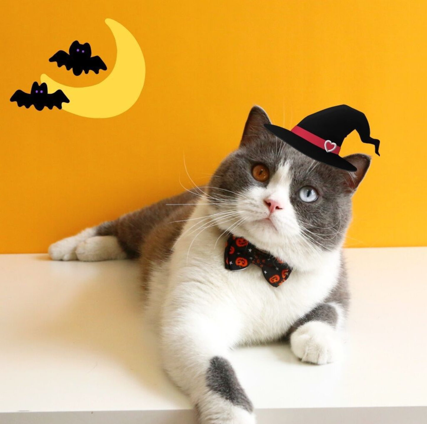 Halloween Bow Tie Cat & Dog Collar – Pumpkin Print with Bell (Adjustable Breakaway Design)