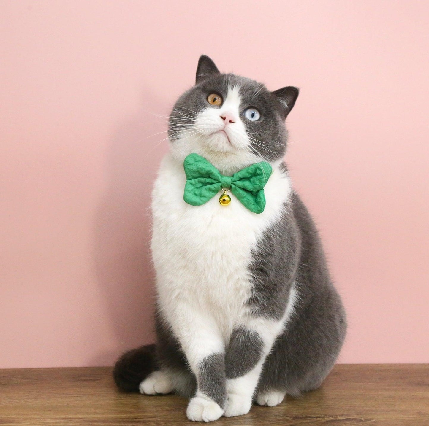 Candy-Colored Denim Bowtie Adjustable Pet Collar - {{product.type}} - PawPawUp