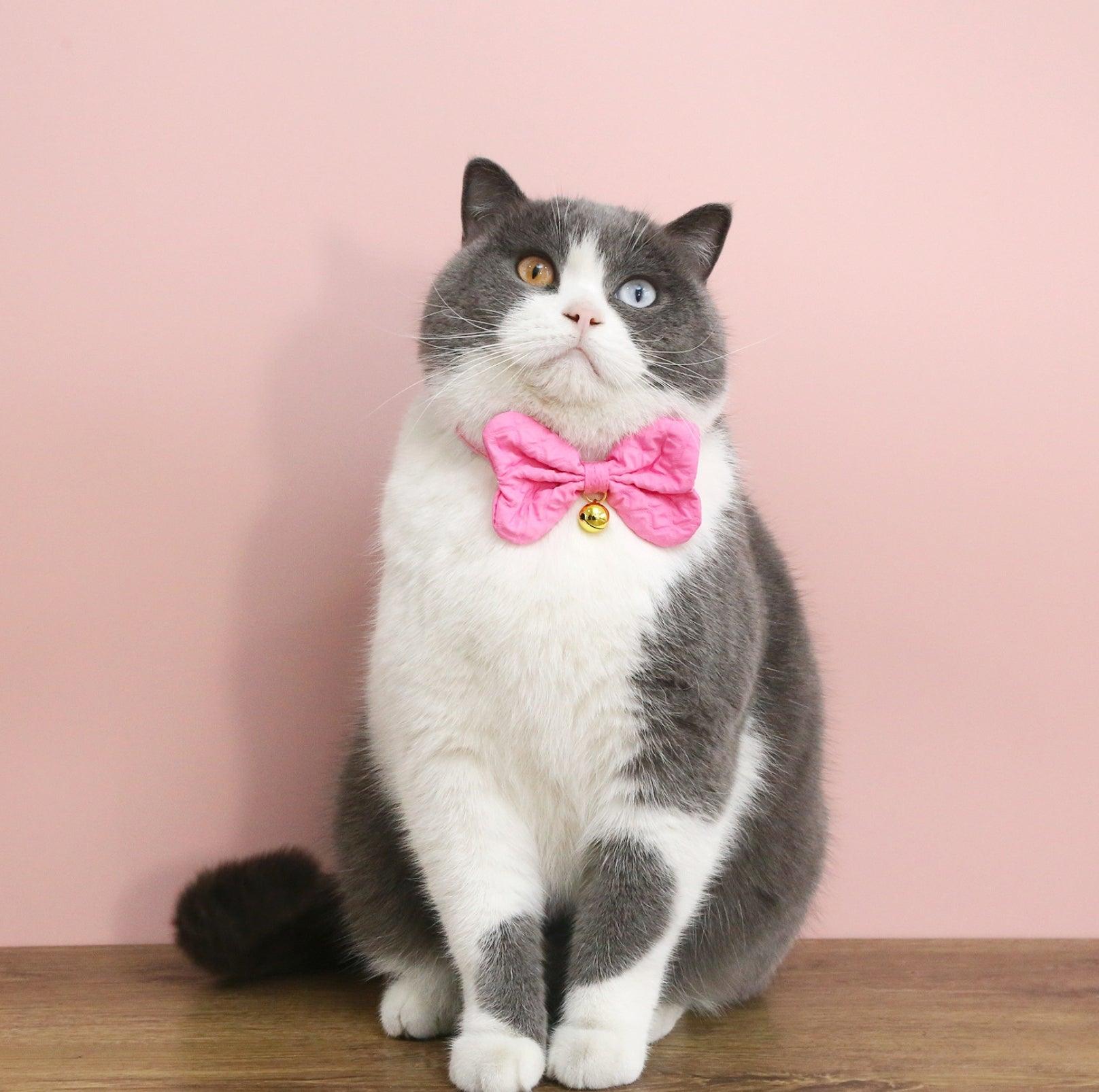 Candy-Colored Denim Bowtie Adjustable Pet Collar - {{product.type}} - PawPawUp