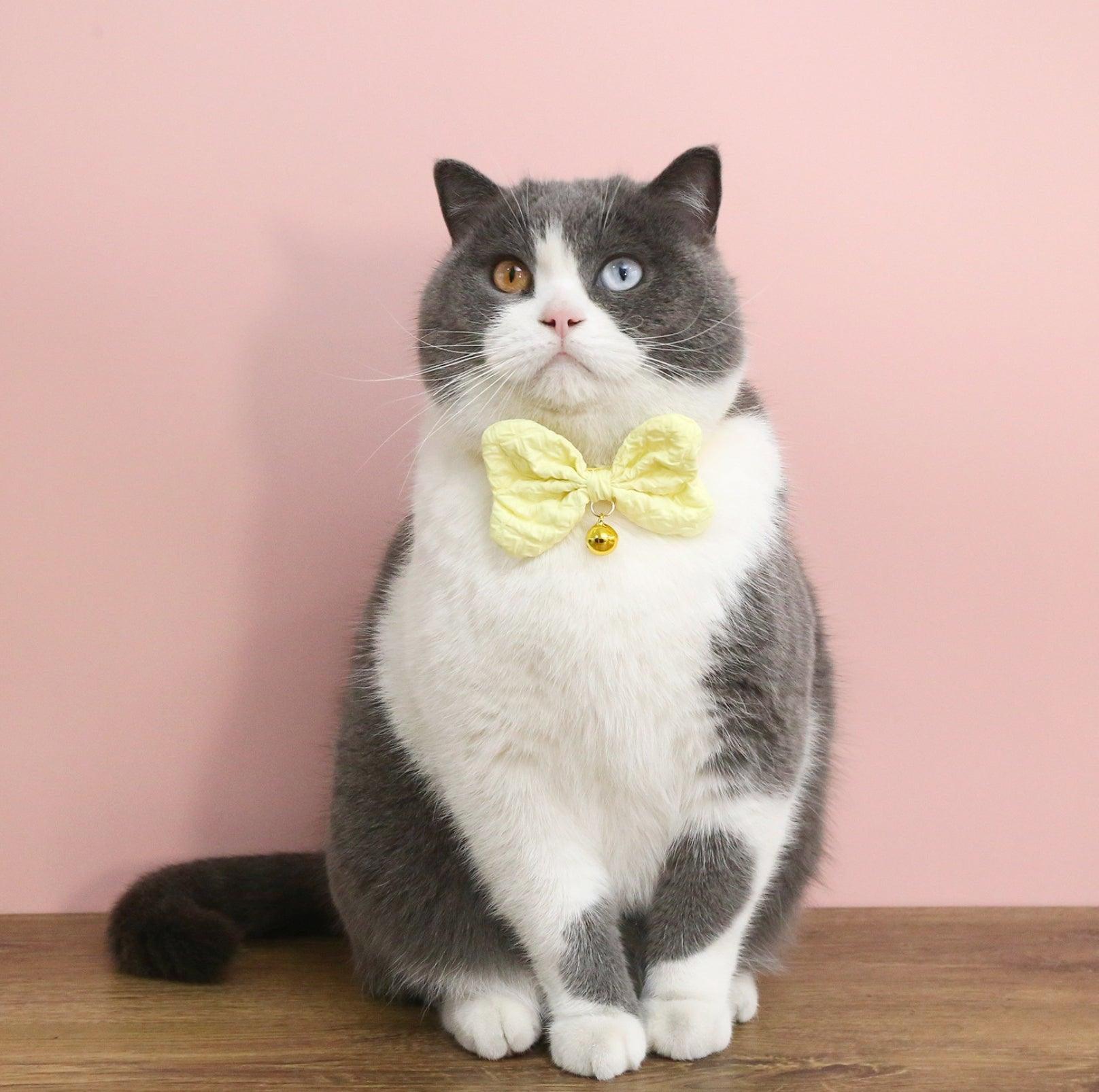 Candy-Colored Denim Bowtie Adjustable Pet Collar - {{product.type}} - PawPawUp