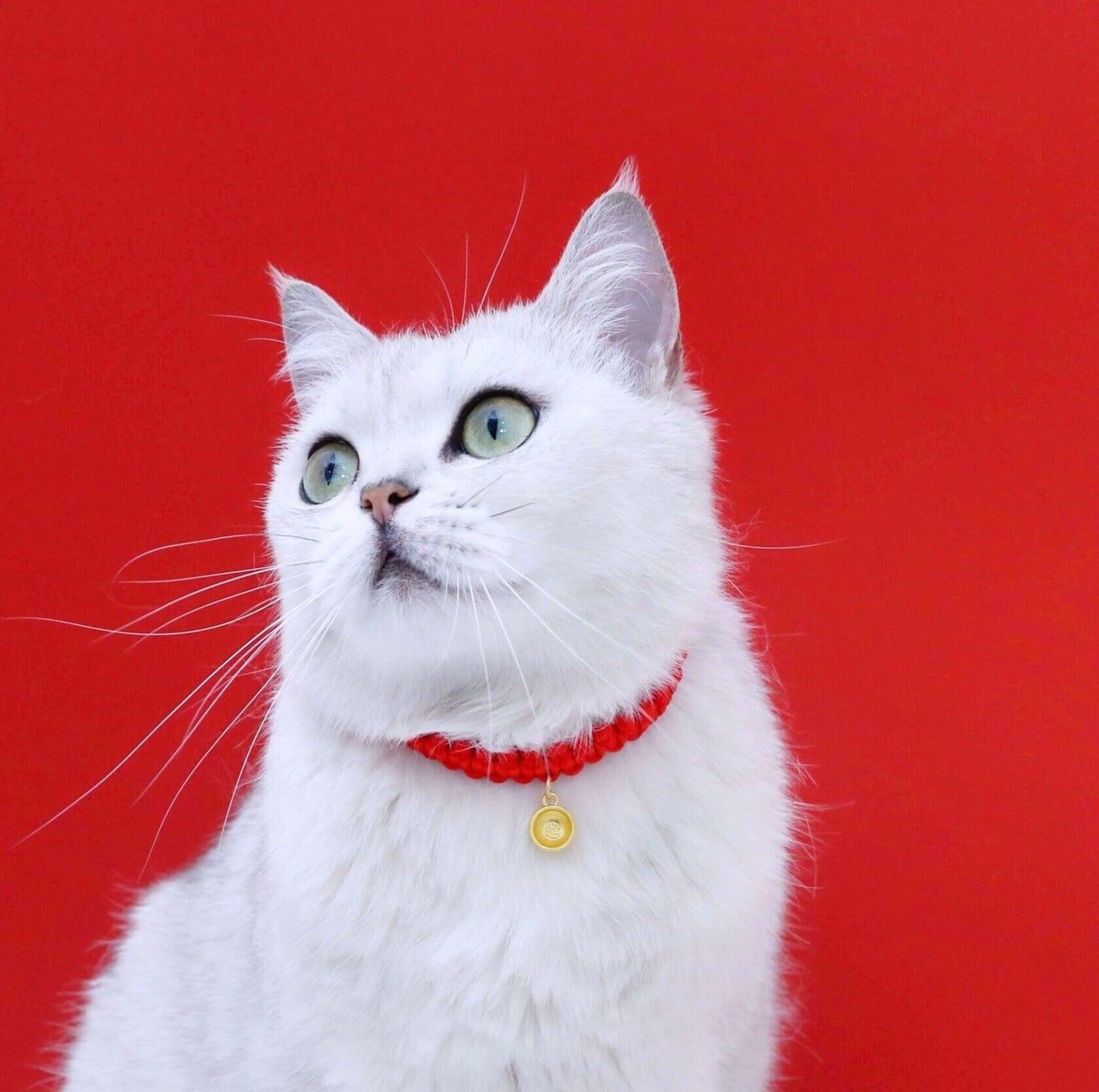 Chinese Style Fortune Pet Collar - {{product.type}} - PawPawUp