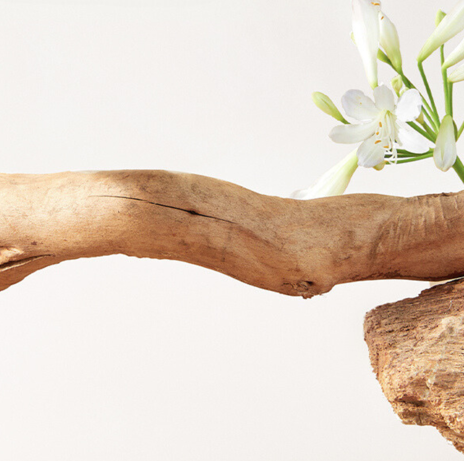Cmisstree Flower-Inspired Wooden Cat Climbing Tree - Natural Fruitwood Comfort - {{product.type}} - PawPawUp