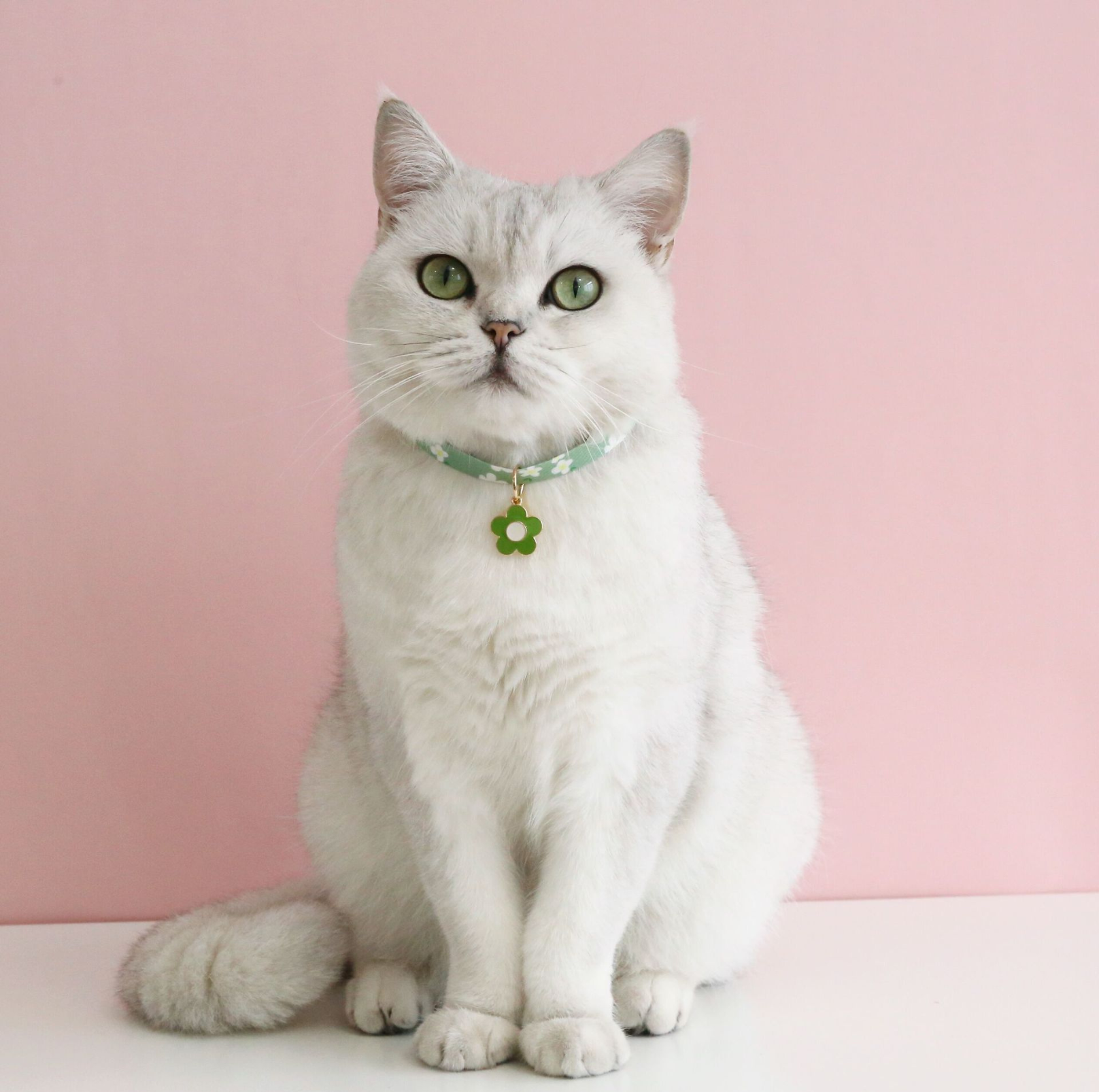 Flower Series Pendant Style Adjustable Pet Collar - {{product.type}} - PawPawUp