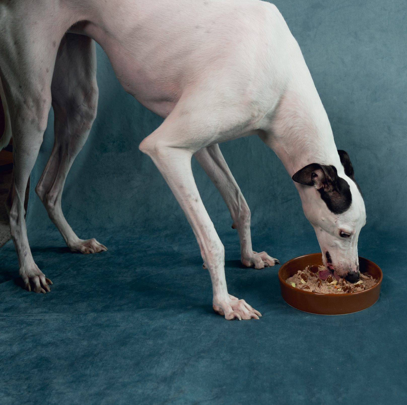 KAMA MUTA Ceramic Slow Feeder Bowl - {{product.type}} - PawPawUp
