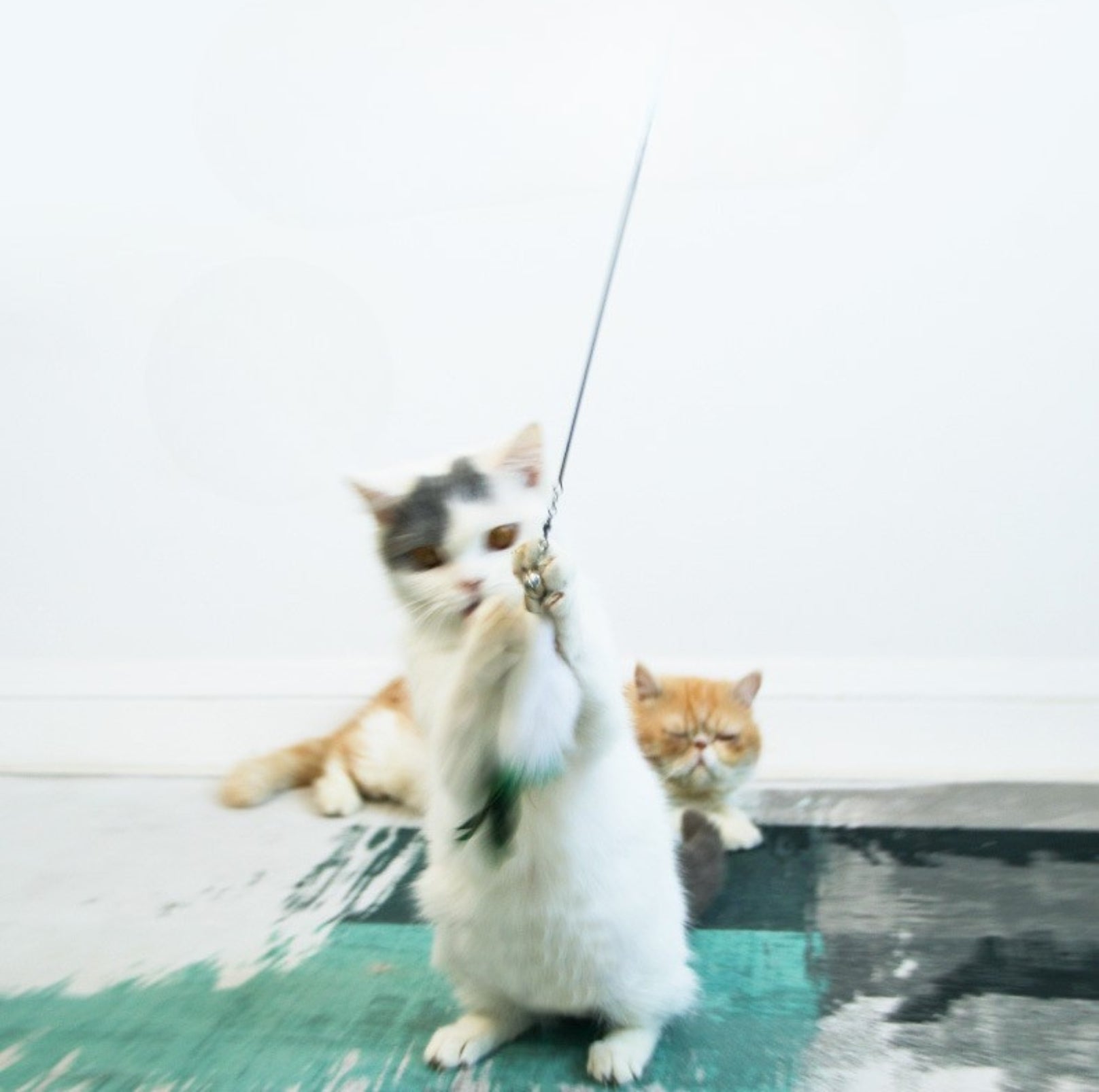 Length Adjustable Telescopic Cat Teaser with Faux Fox Fur Head - {{product.type}} - PawPawUp