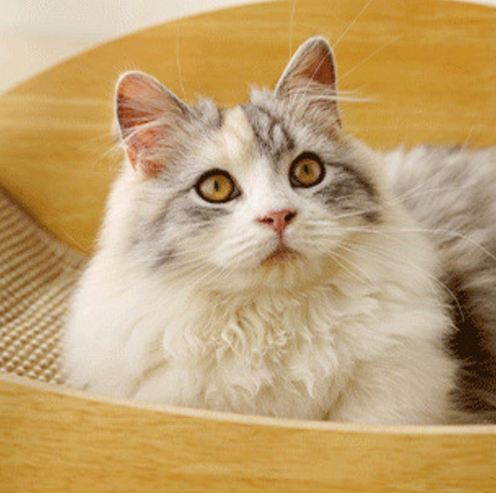 Multifunctional Crab Shaped Sisal Cat Scratcher Lounge - {{product.type}} - PawPawUp