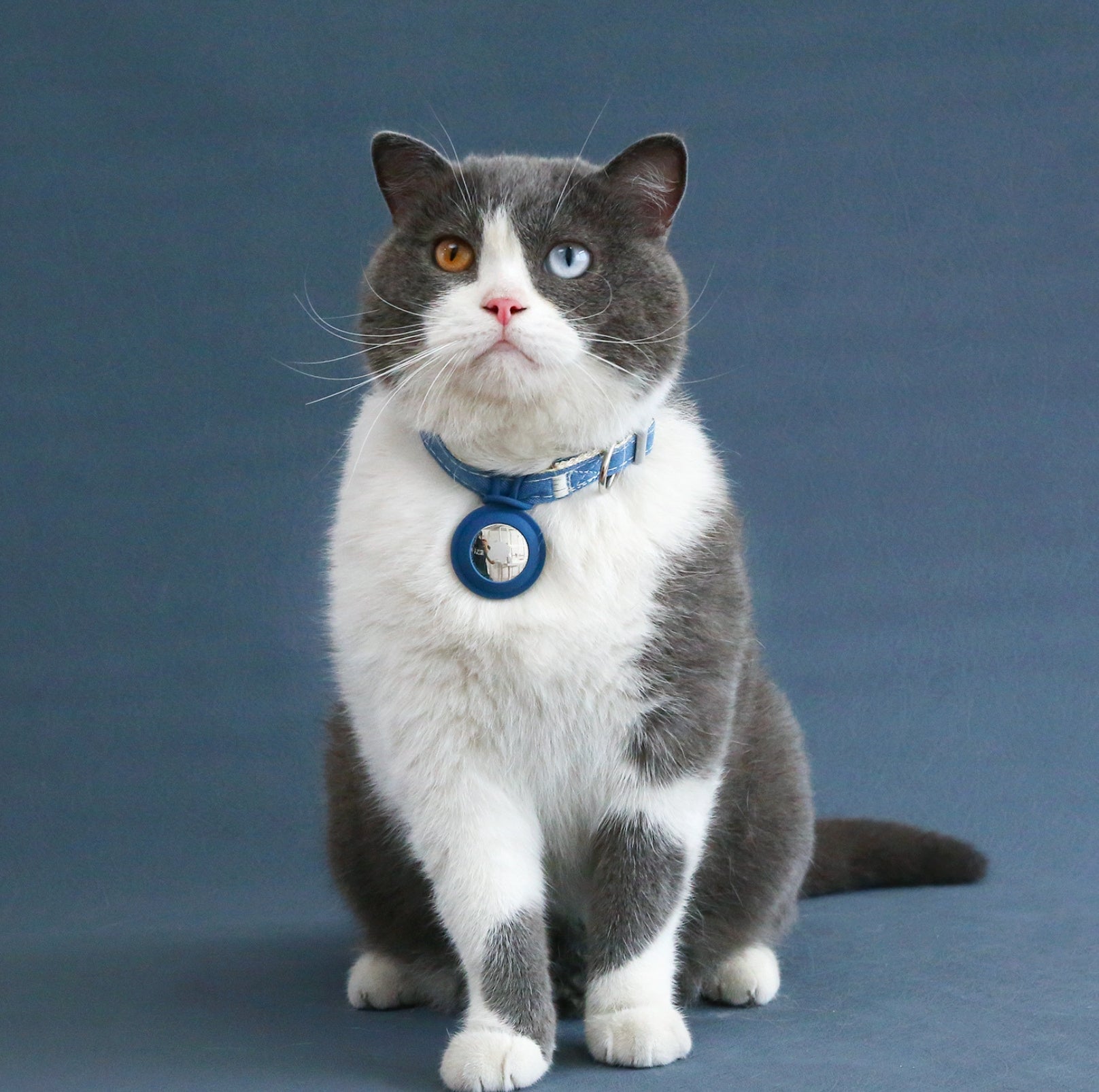 Pet Accessory Collar with Silicone AirTag Pocket Safety & Tracking - {{product.type}} - PawPawUp
