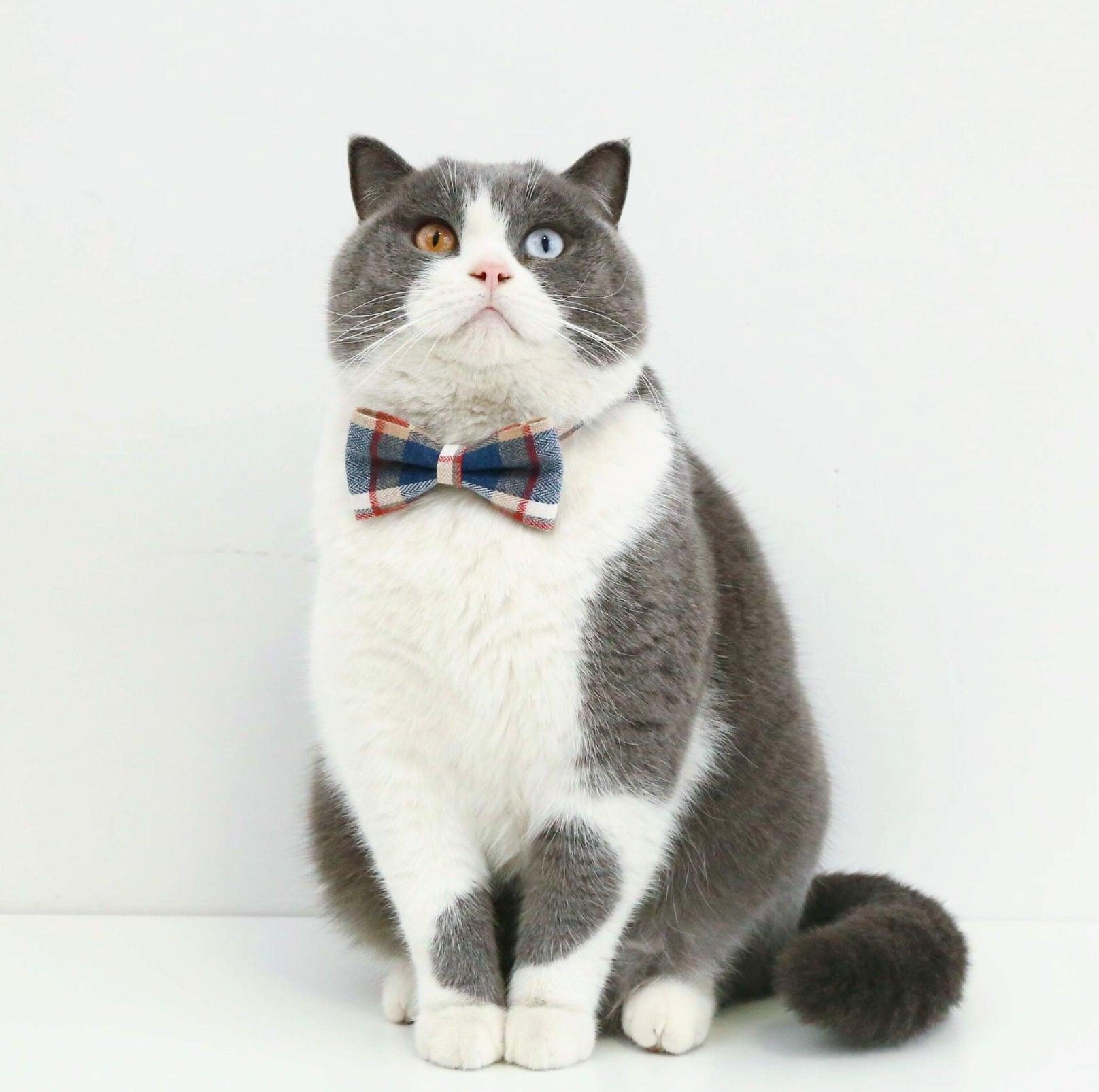 Pet Adjustable Bow/Tie Collar with Plaid Pattern - {{product.type}} - PawPawUp