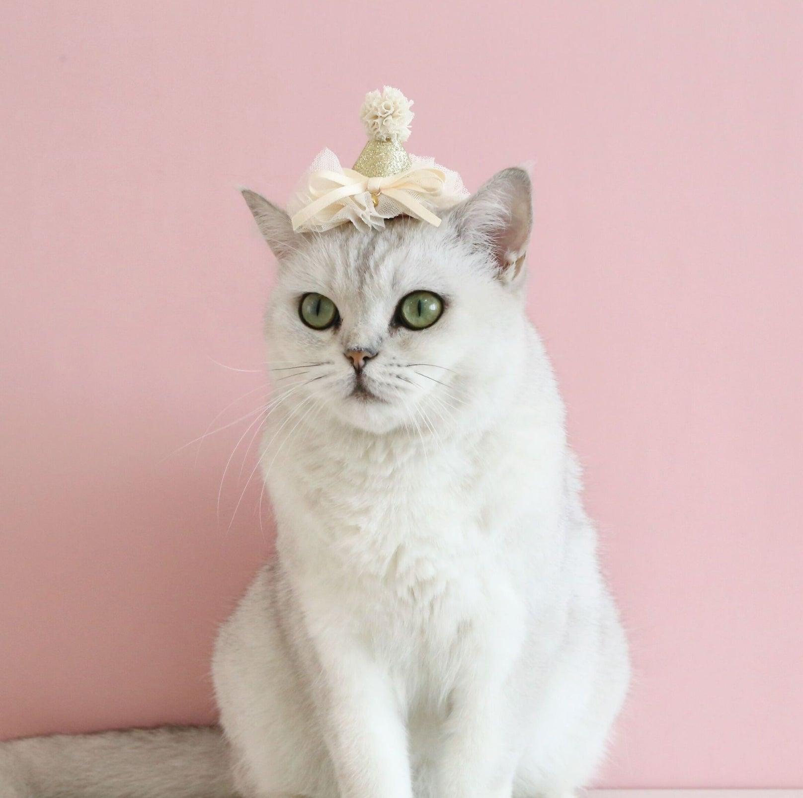 Pet Birthday Hat - Ultimate Party Gear for Pets - {{product.type}} - PawPawUp