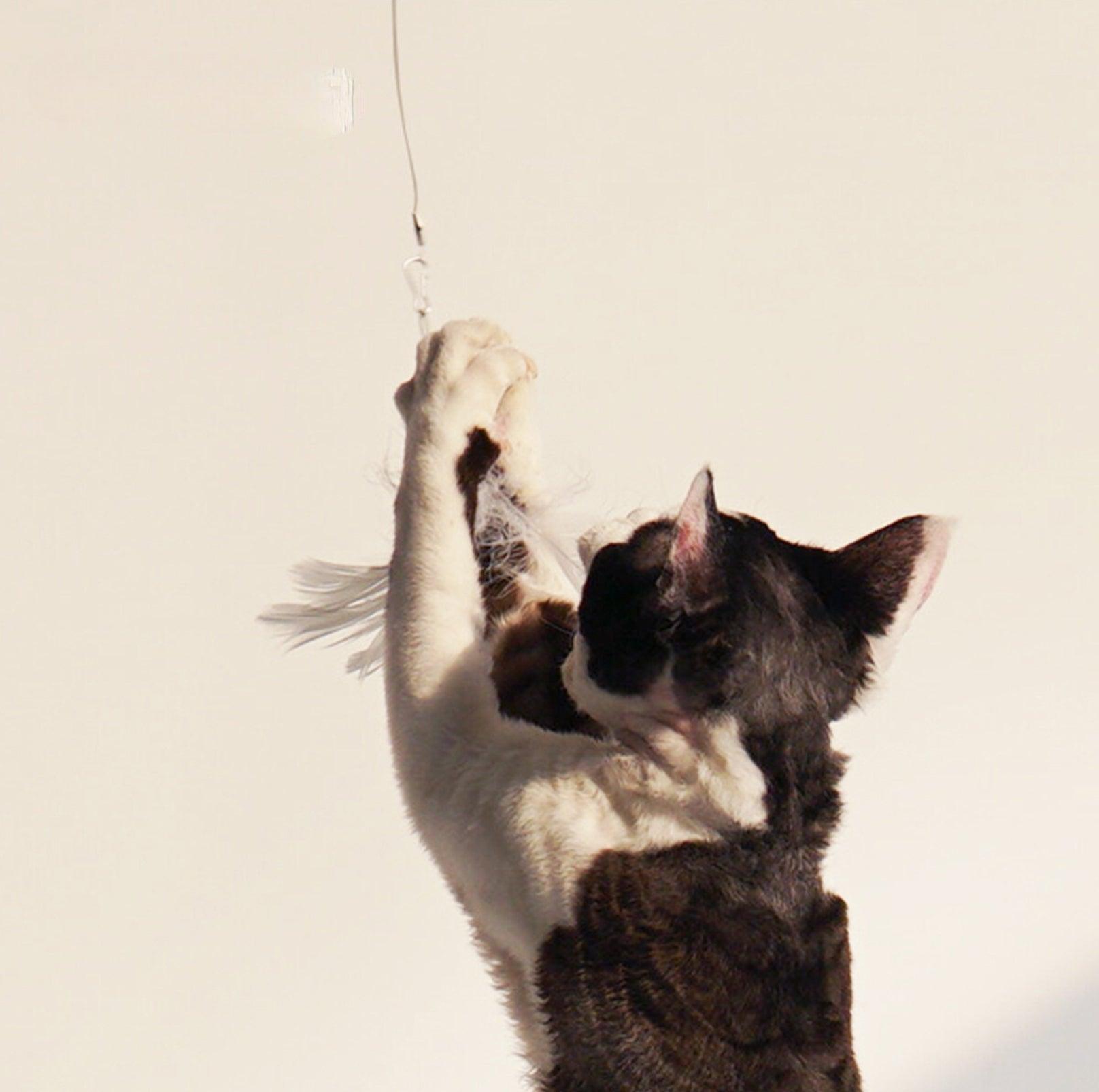 PURROOM Little Chicken Series: Extendable Feather Cat Stick Cat Toy - {{product.type}} - PawPawUp