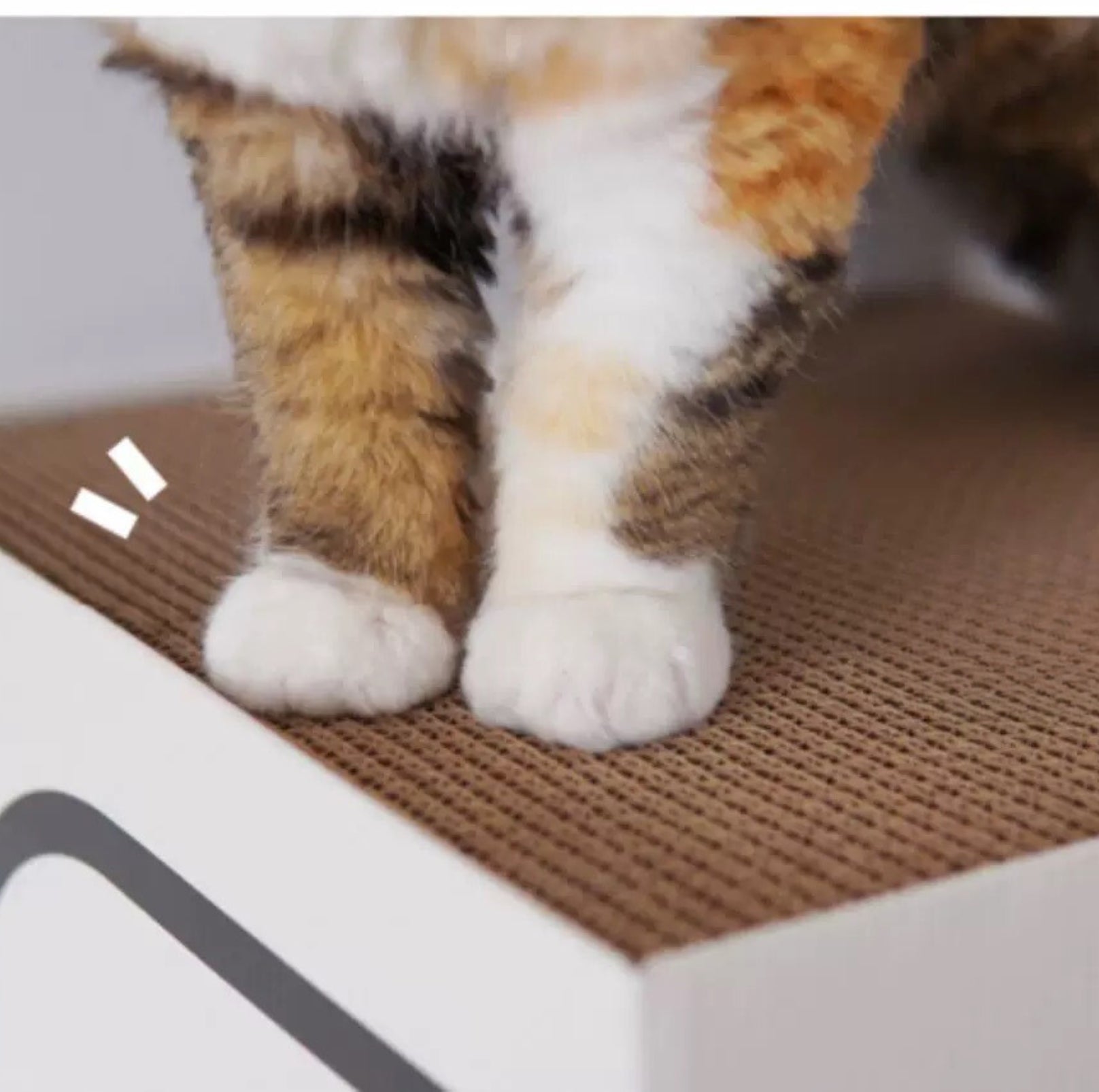 PURROOM Little Chicken Series: Rectangular Box Cat Scratcher - {{product.type}} - PawPawUp