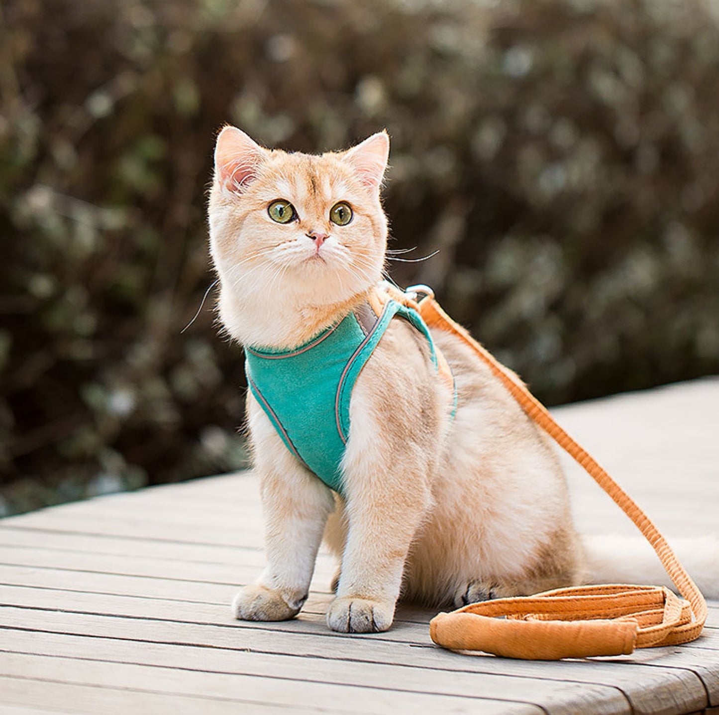 Reflective Pet Vest Harness with Anti-Escape Design - {{product.type}} - PawPawUp