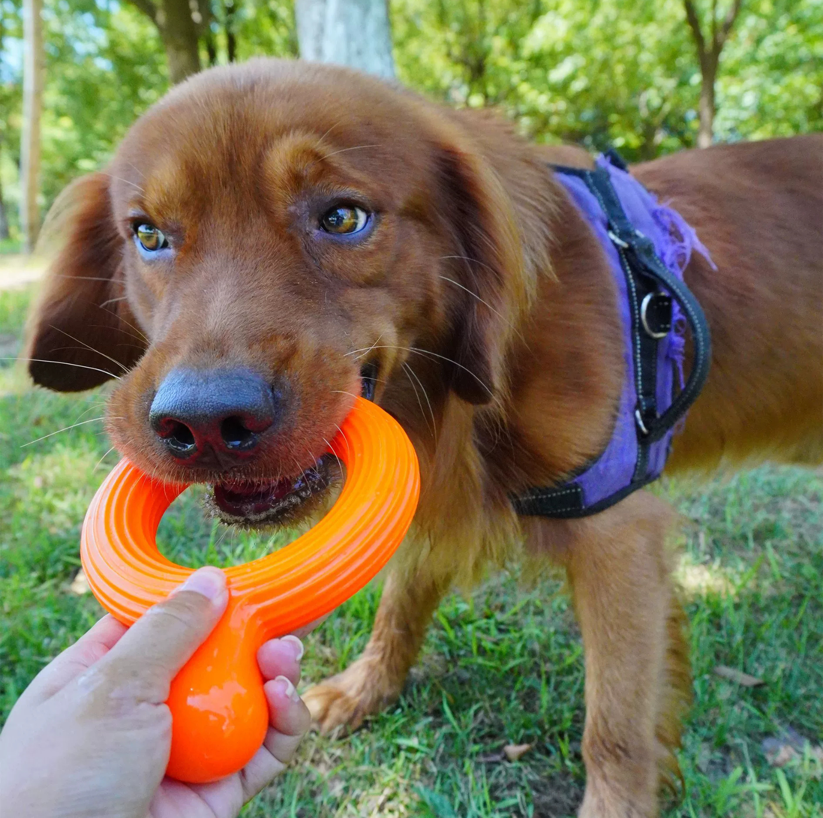 Tough Tug Ring – Chew & Play Toy for Dogs - {{product.type}} - PawPawUp