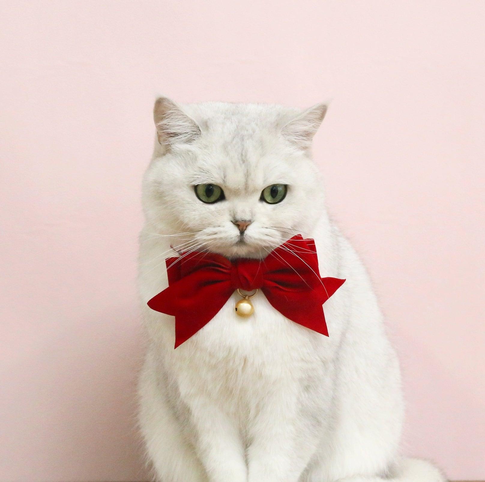 Velvet Bowtie Birthday Collar for Pets - Red with Bell - {{product.type}} - PawPawUp