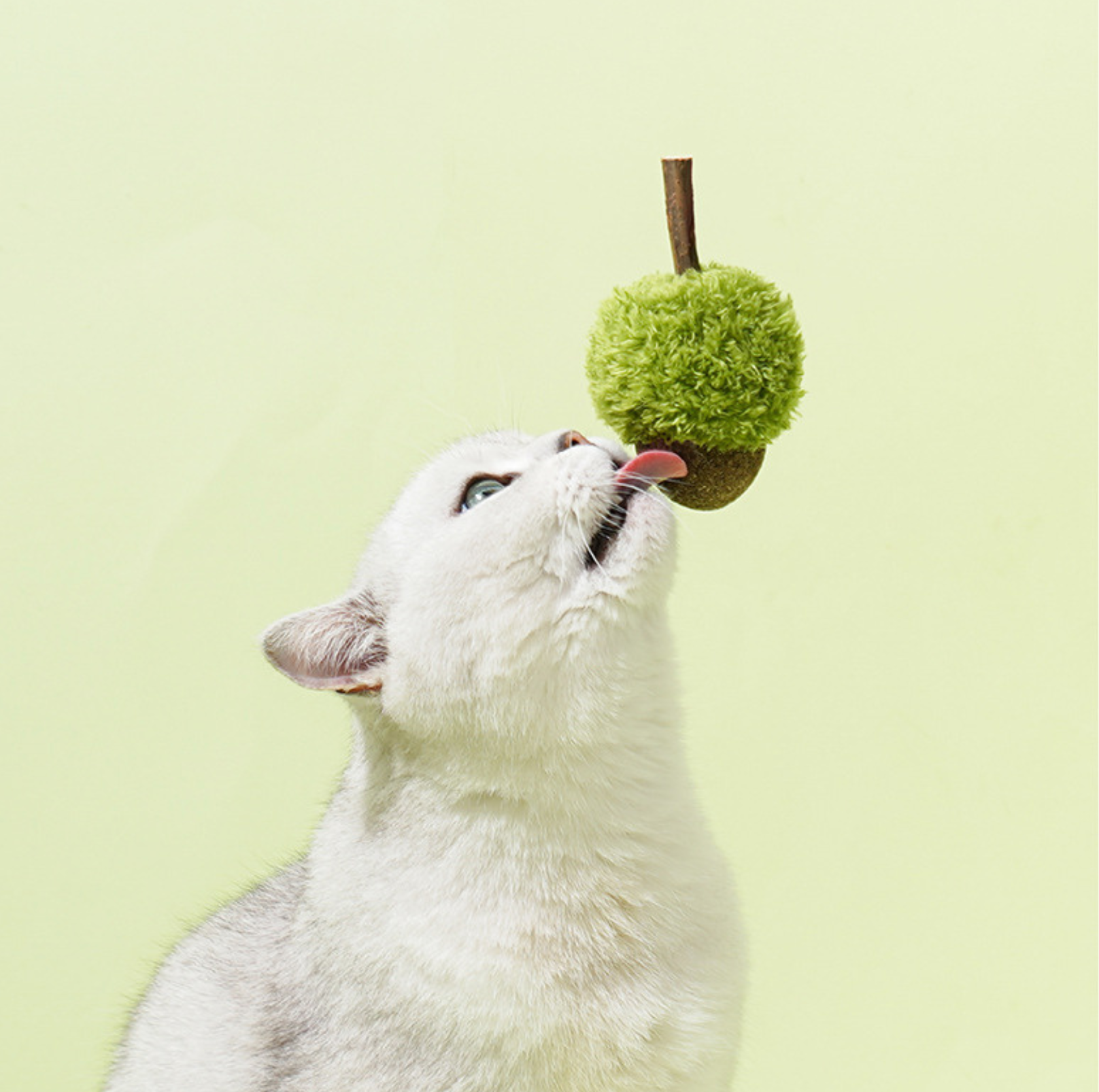 ZeZe Mint-Flavored Acorn Cat Toy - {{product.type}} - PawPawUp