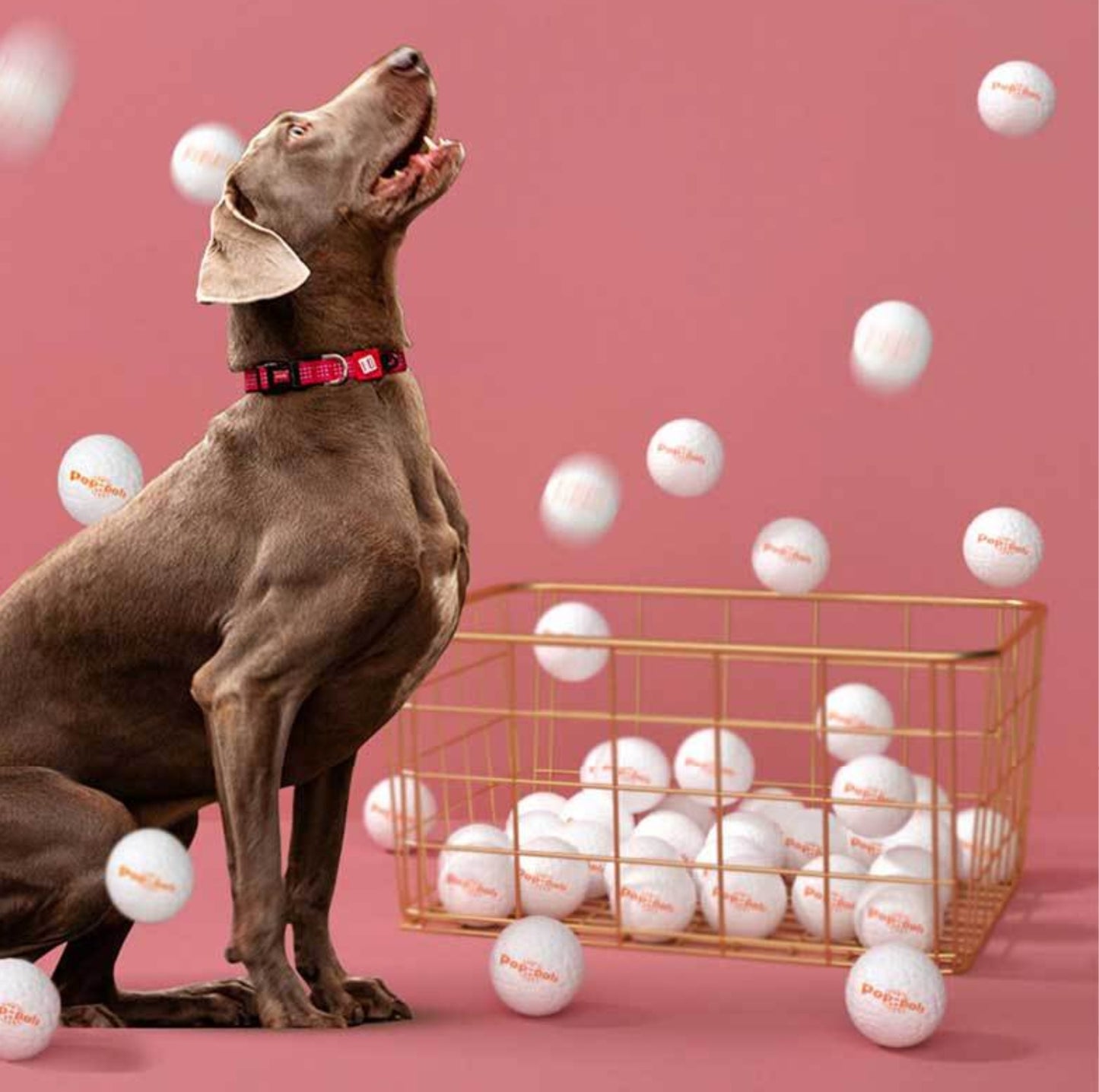 GiGwi Pop Pals - Hybrid Ball Dog Toy