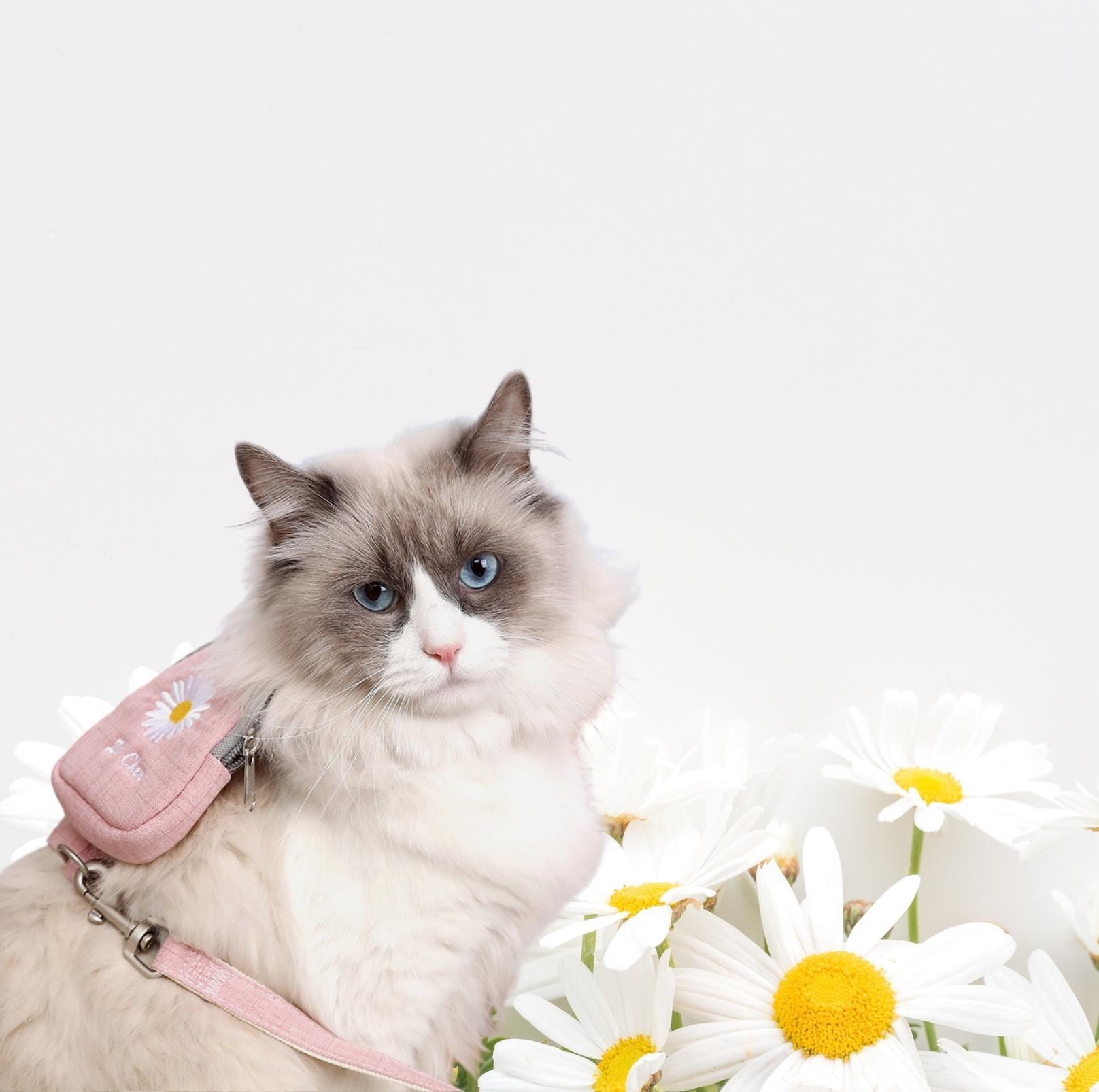Daisy Backpack-Style Cat Harness & Leash Set - {{product.type}} - PawPawUp
