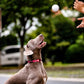 GiGwi Pop Pals - Hybrid Ball Dog Toy