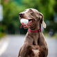GiGwi Pop Pals - Hybrid Ball Dog Toy