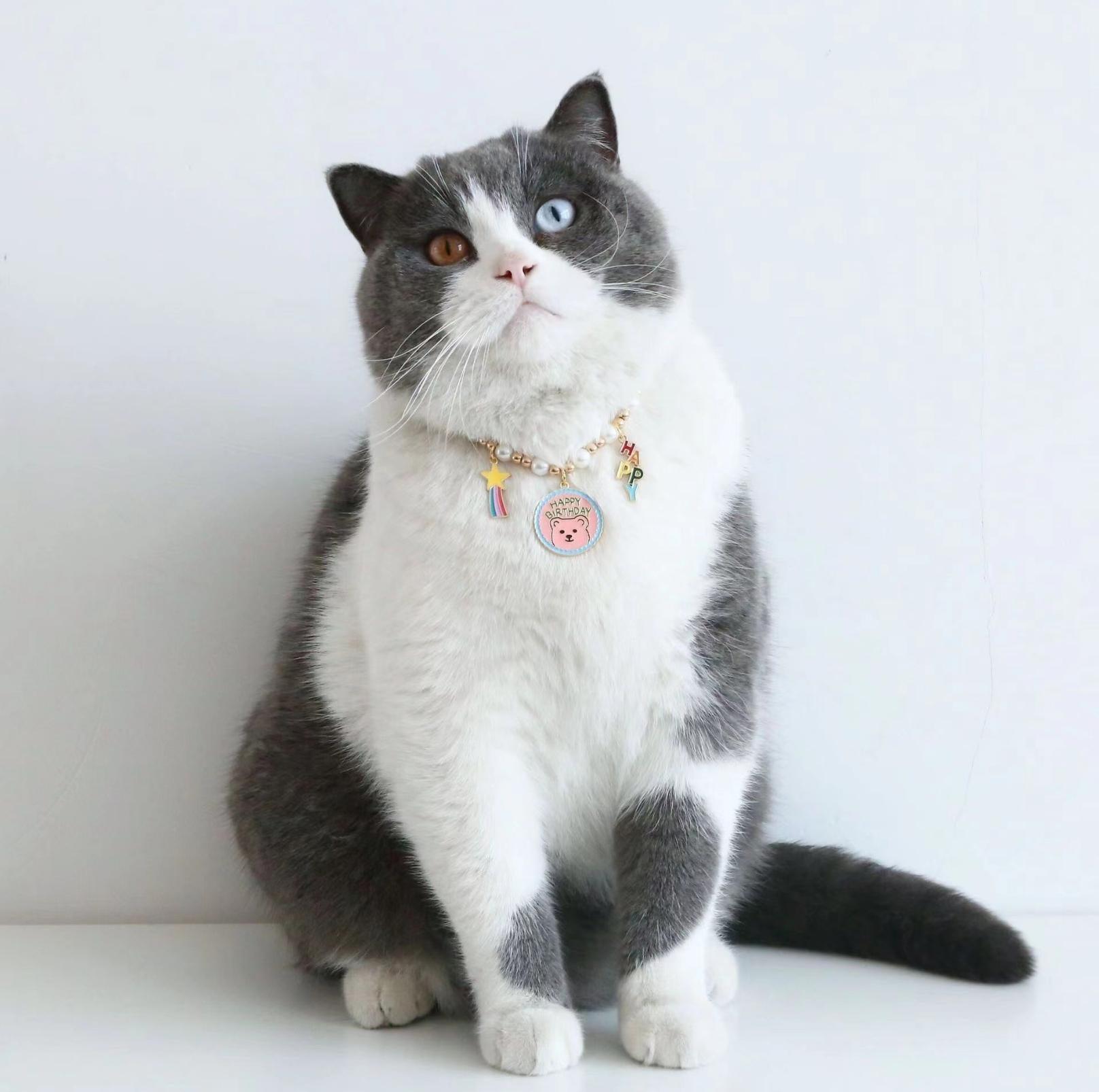 Adjustable Birthday Party Decor Pet Collar - Perfect for Celebrating - {{product.type}} - PawPawUp