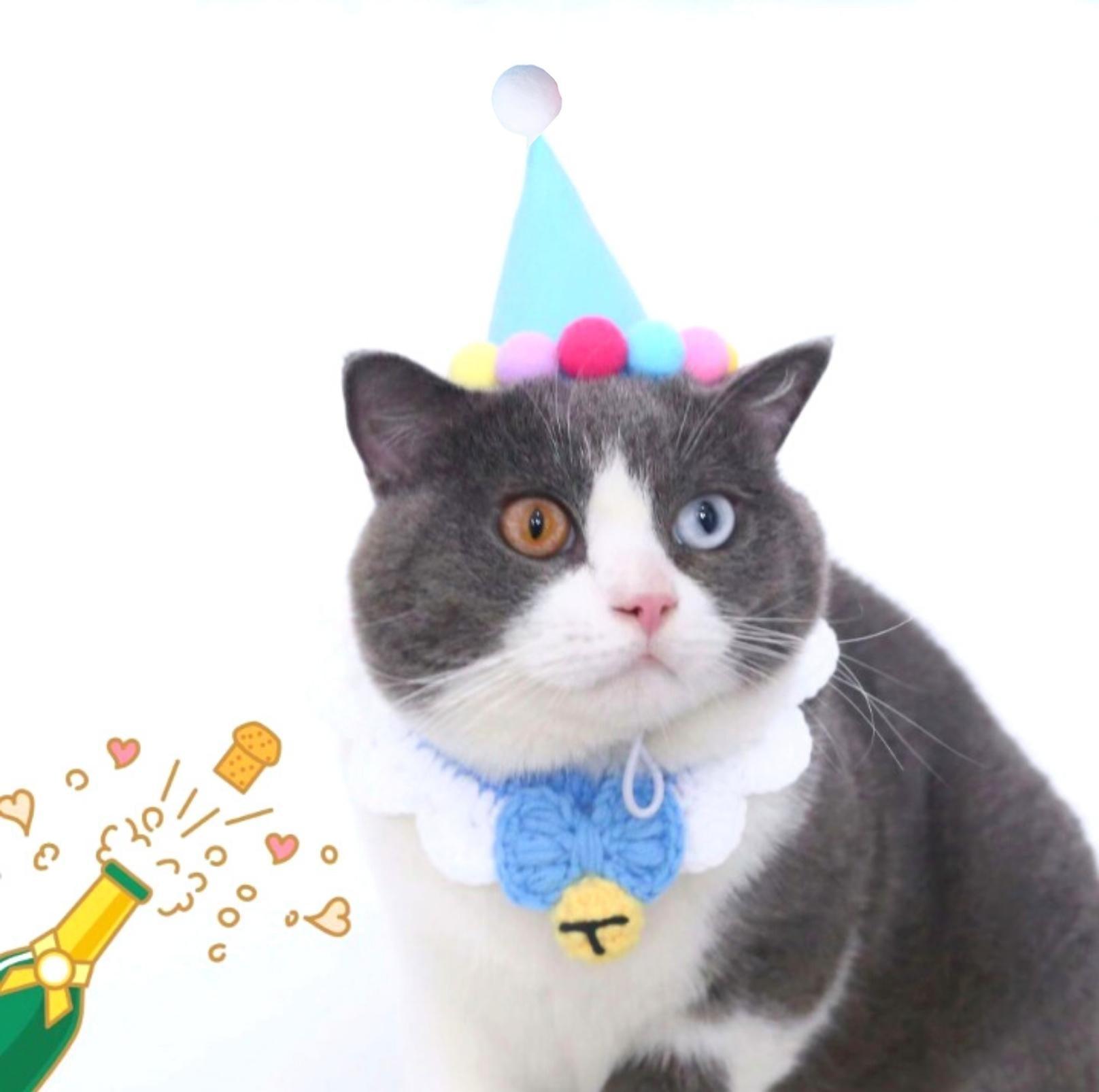 Birthday Party Felt Pet Hat With PomPom Decor - {{product.type}} - PawPawUp
