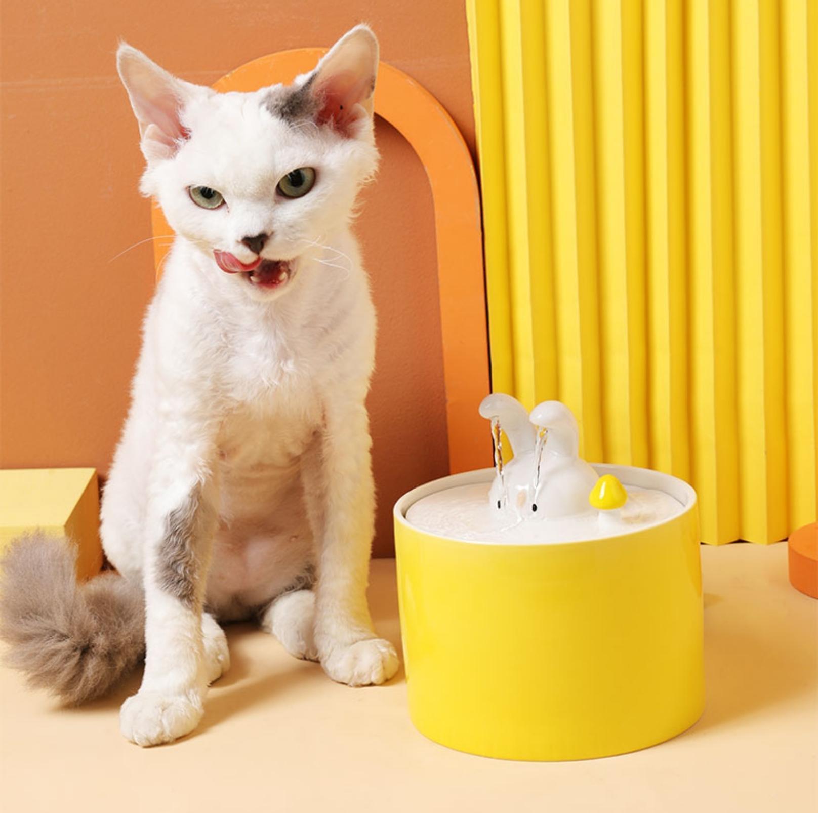 Cute cat 2024 water fountain