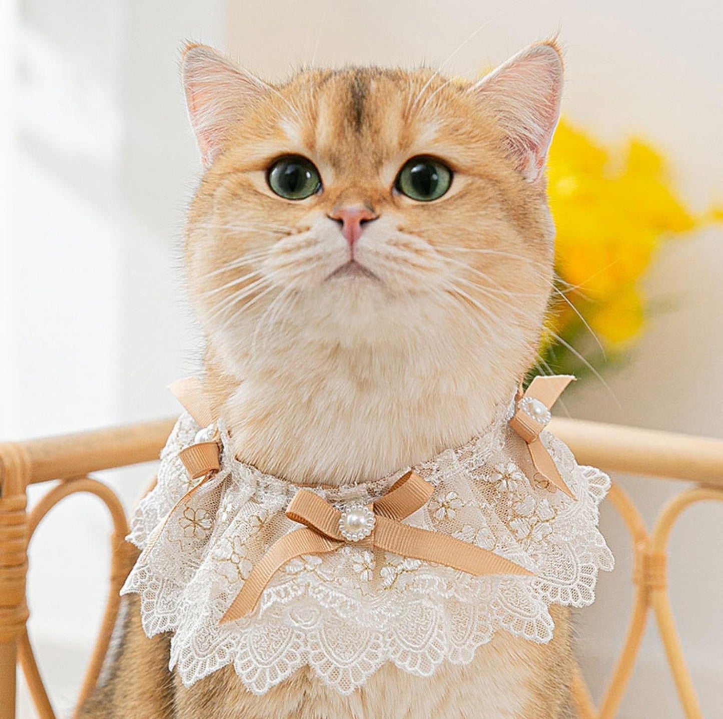 Floral Cat And Dog Necktie With Lace Bib Pet Accessories - {{product.type}} - PawPawUp