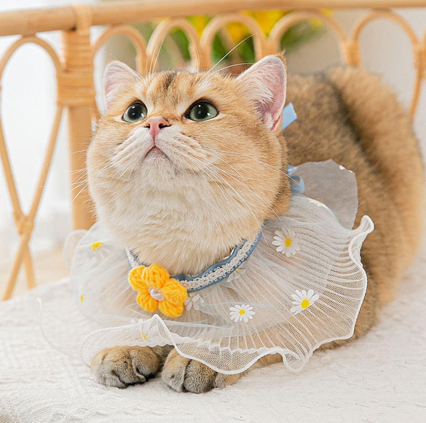 Floral Cat And Dog Necktie With Lace Bib Pet Accessories - {{product.type}} - PawPawUp