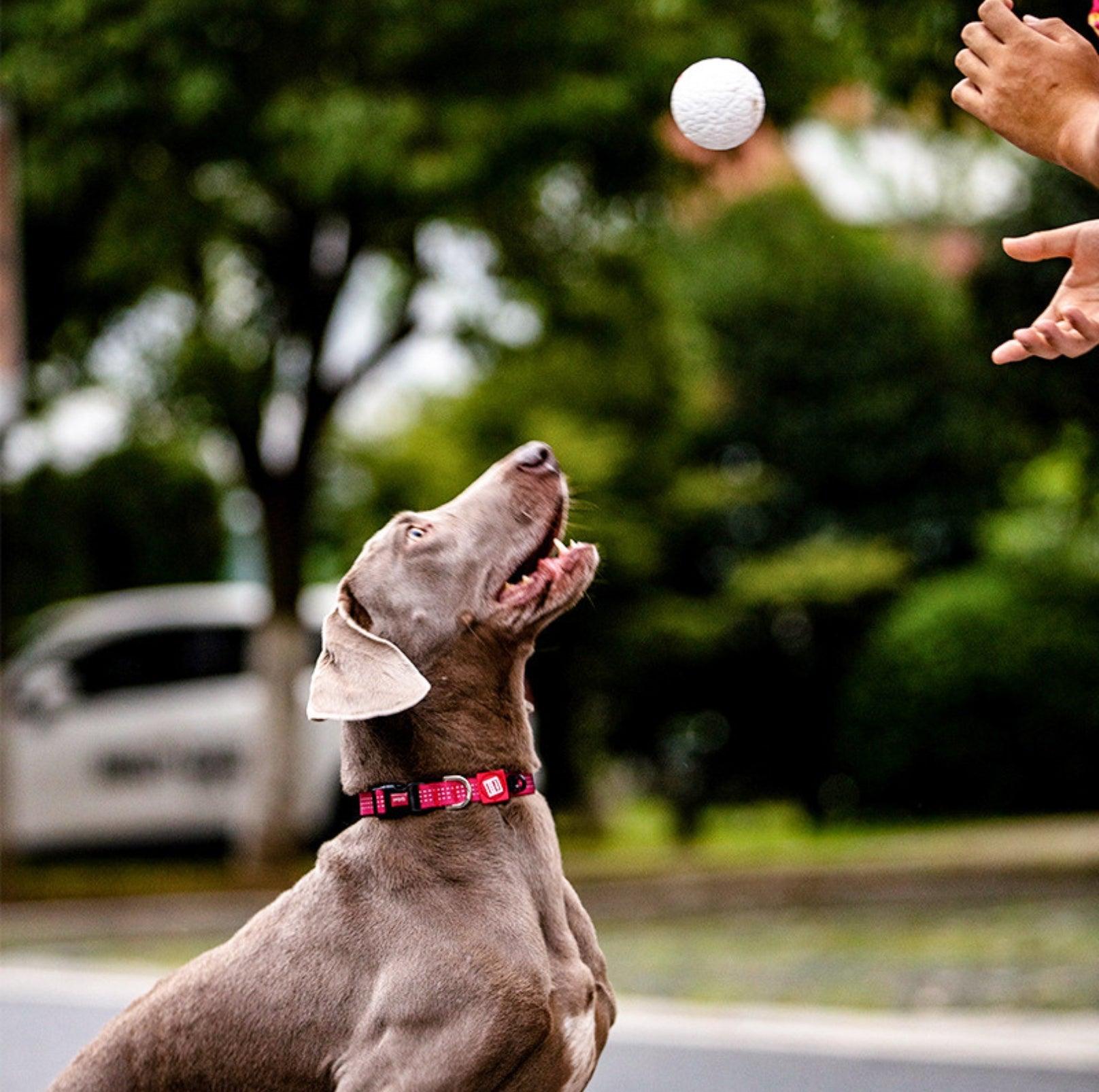 GiGwi Pop Pals - Hybrid Ball Dog Toy - {{product.type}} - PawPawUp