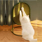 Makesure Cat Scratcher Multifunctional Standing Scratching Sisal Board - {{product.type}} - PawPawUp