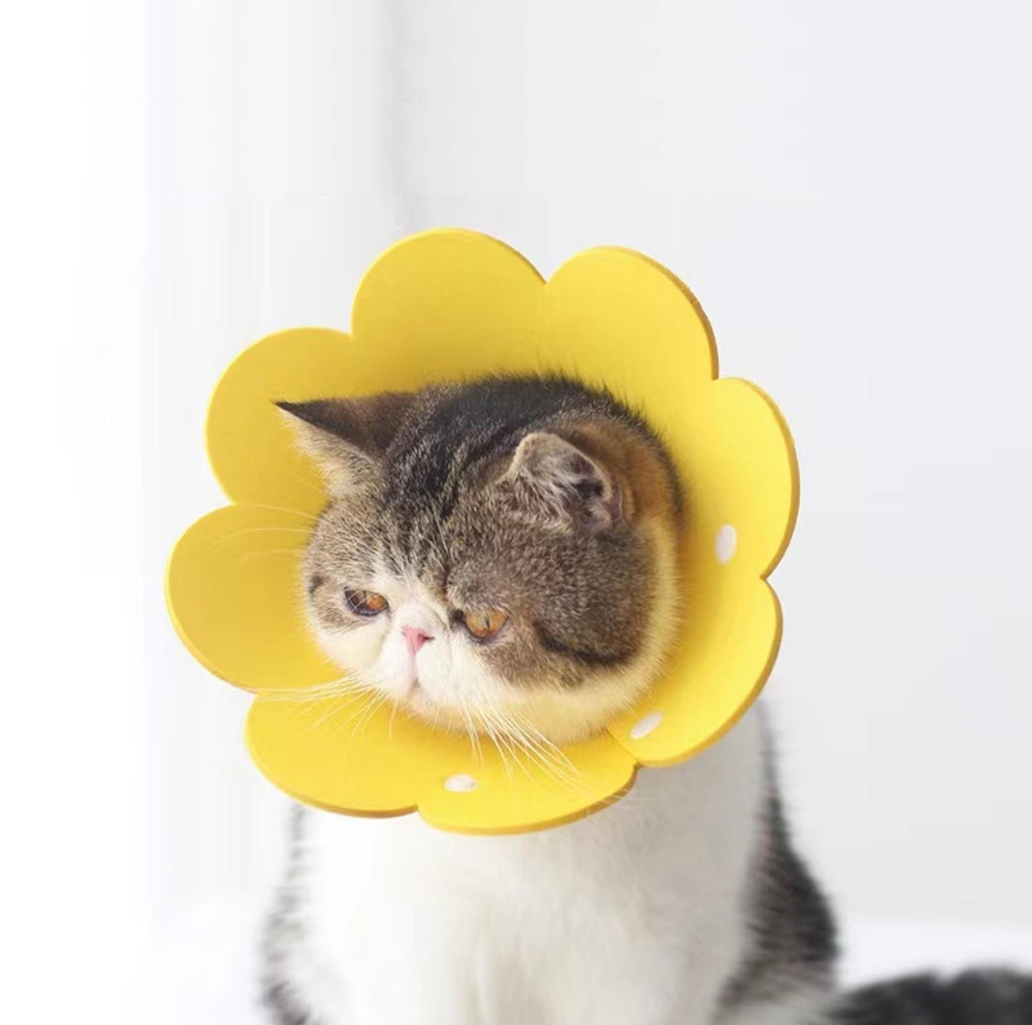 Meoof Sunflower E-Collar - Lightweight & Stylish for Cats & Dogs - {{product.type}} - PawPawUp