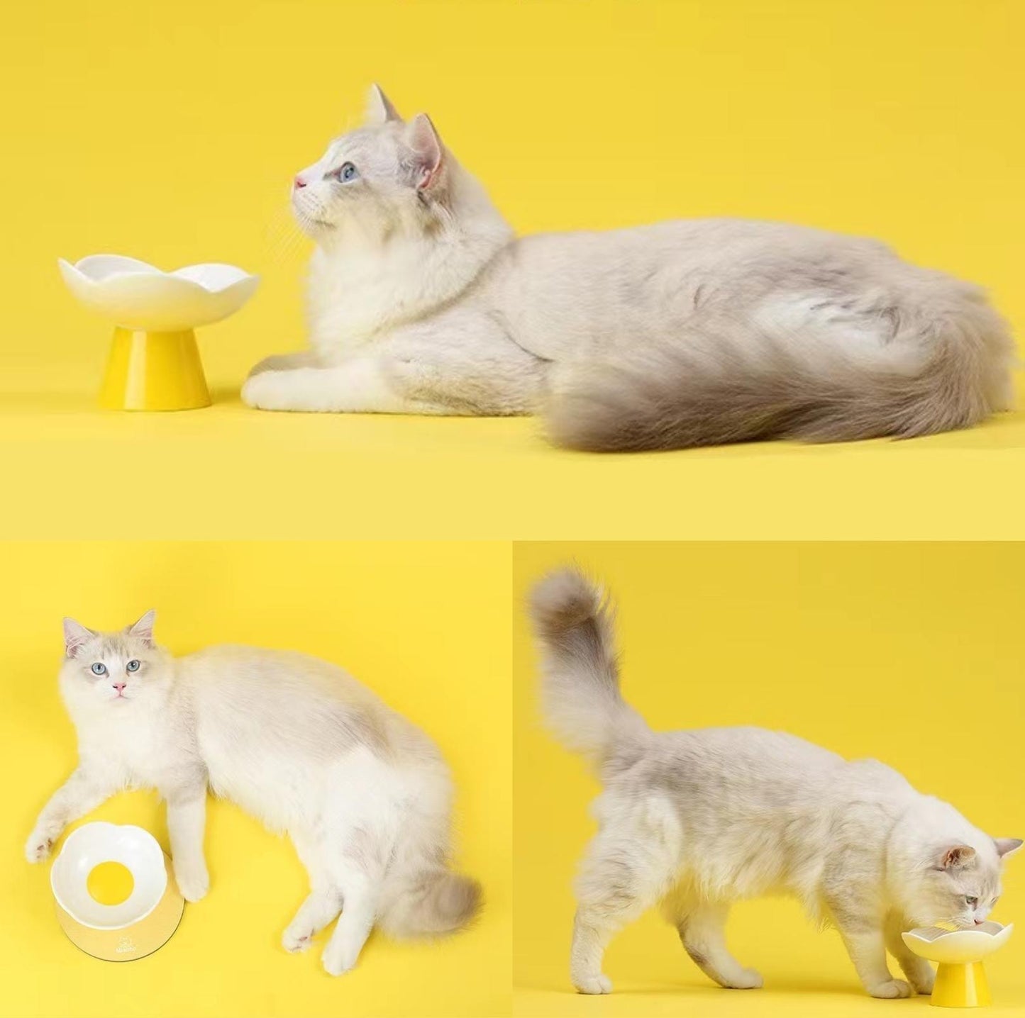 Miaoho Ceramic Bloom Cat Bowls Small Dog Bowls - {{product.type}} - PawPawUp