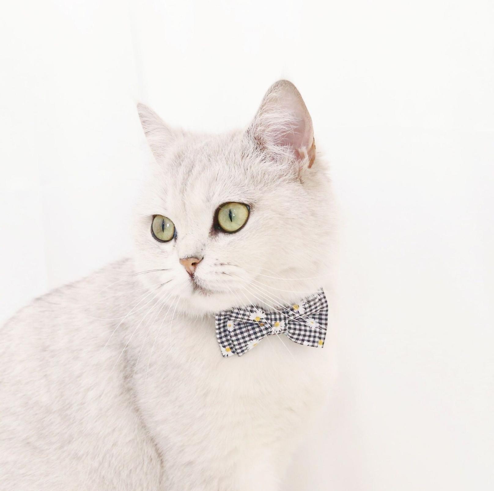 Pet Adjustable Bow Collar with Daisy Pattern - {{product.type}} - PawPawUp