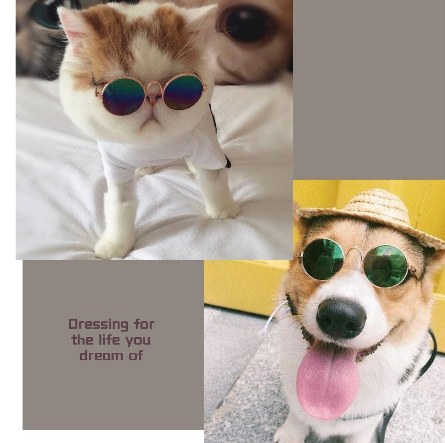 Pet Trendy Sunglasses - {{product.type}} - PawPawUp