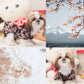 Pet Wagasa Black Flora - {{product.type}} - PawPawUp