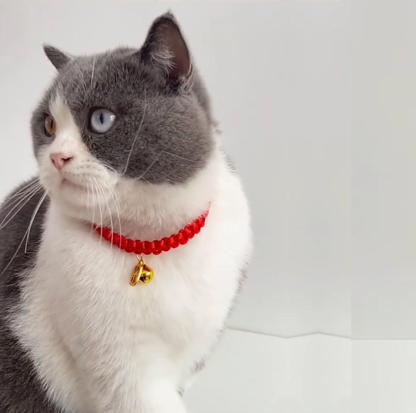 Pet Woven Red String Adjustable Collar With Chinese Style Forturne Pendants - {{product.type}} - PawPawUp