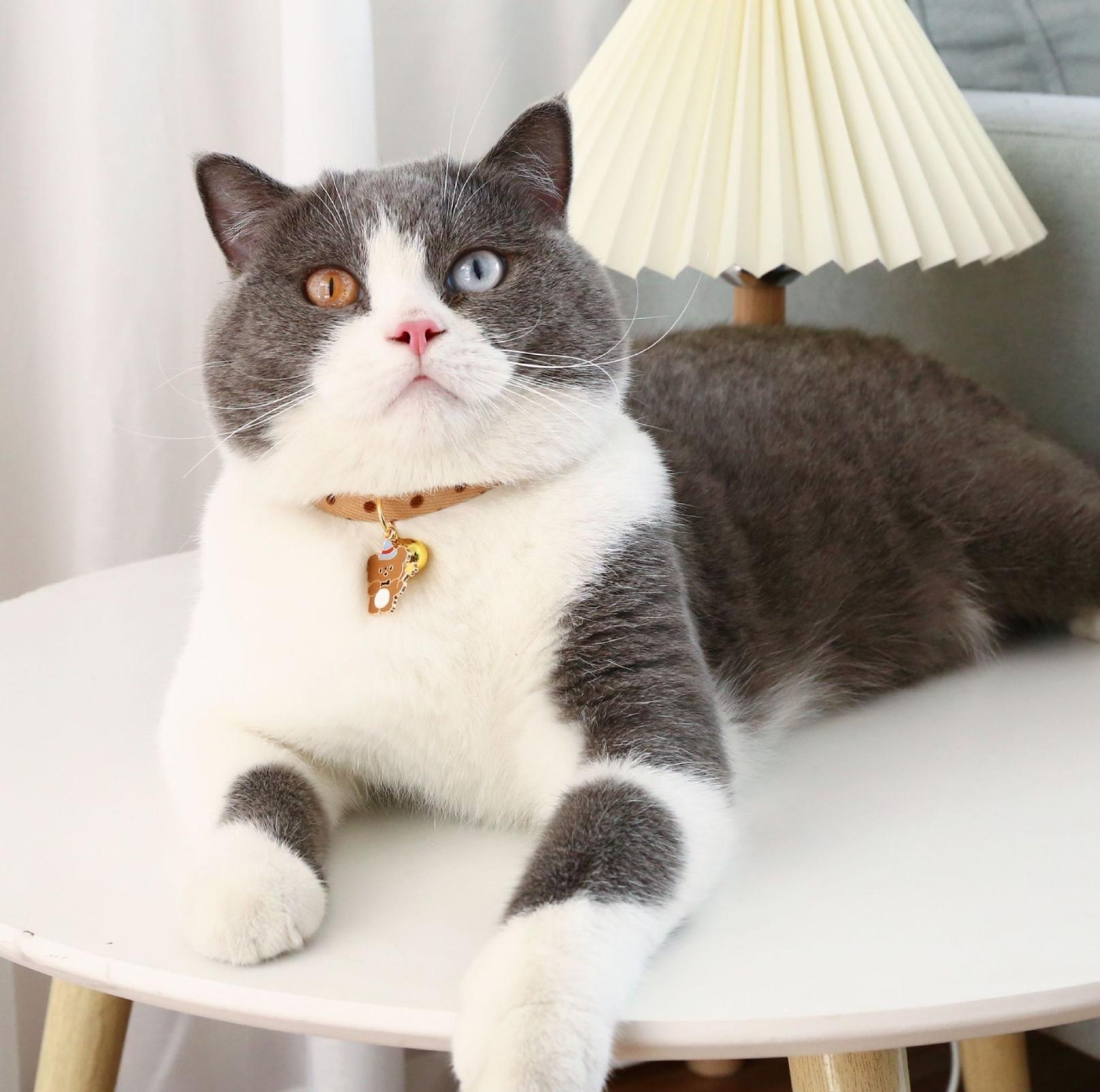 Stylish Cartoon Pendant Adjustable Pet Collar For Cats and Dogs - {{product.type}} - PawPawUp