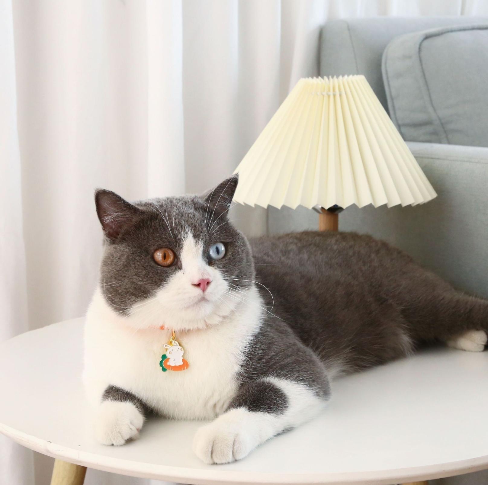 Stylish Cartoon Pendant Adjustable Pet Collar For Cats and Dogs - {{product.type}} - PawPawUp