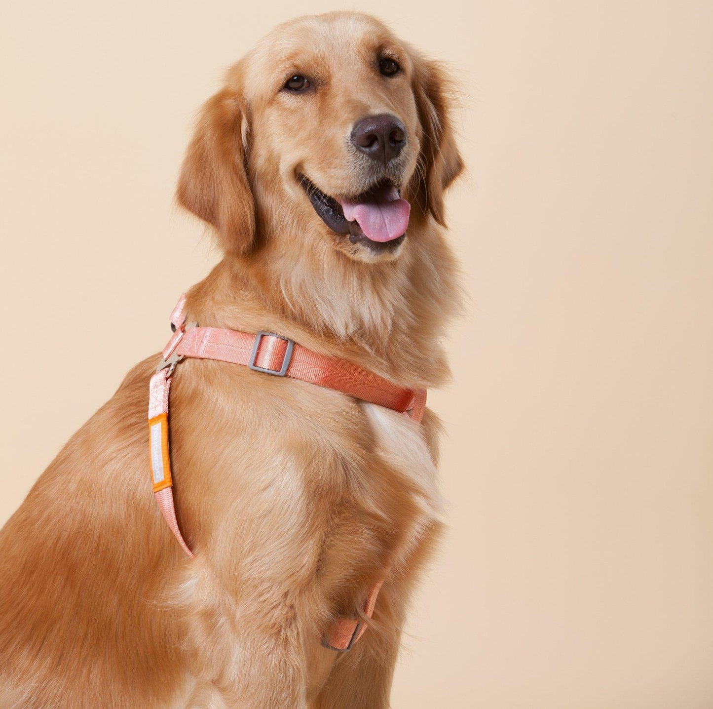 Touchdog Macaroon Colour Scheme Pet Leash Set (Leash + Harness) - {{product.type}} - PawPawUp