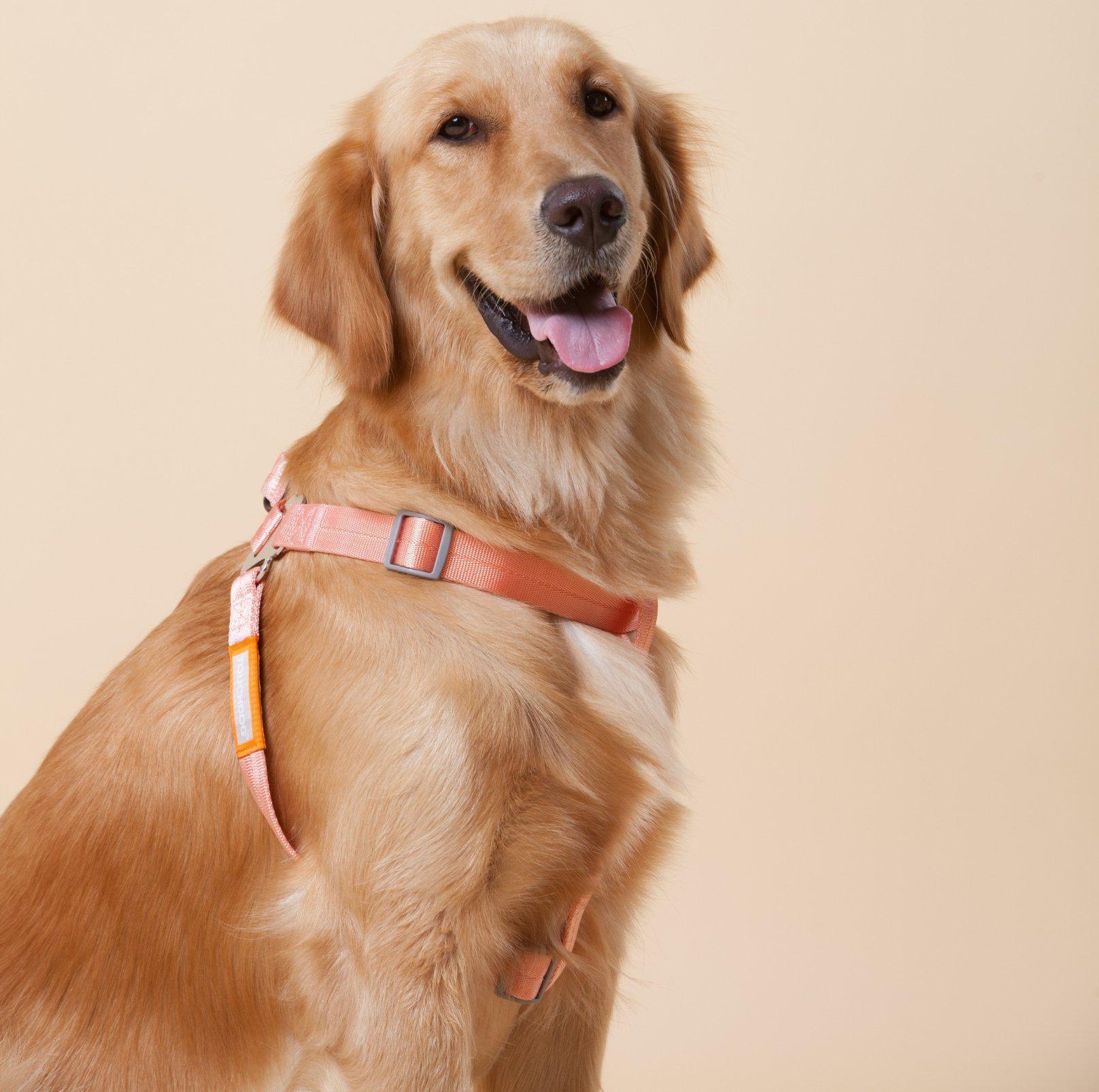Touchdog Macaroon Colour Scheme Pet Leash Set (Leash + Harness) - {{product.type}} - PawPawUp