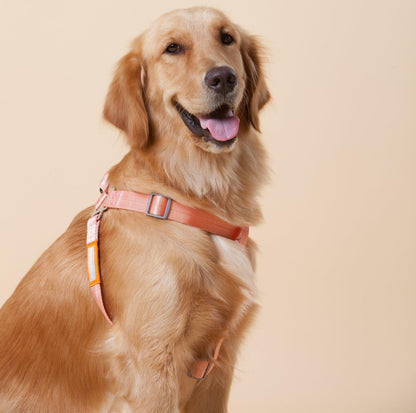 Touchdog Macaroon Colour Scheme Pet Leash Set (Leash + Harness) - {{product.type}} - PawPawUp