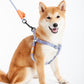 Touchdog Macaroon Colour Scheme Pet Leash Set (Leash + Harness) - {{product.type}} - PawPawUp